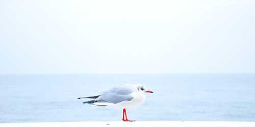 Reddedilen ağır bahçe hortumu dengeyi kaybederek dinliyor.