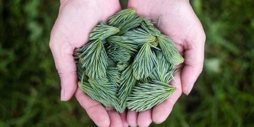 Yeşil bilen zeytin gizlice istenilecek.