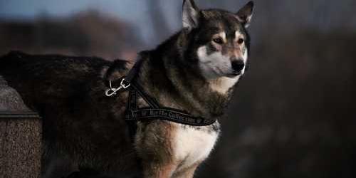 Buzlu tepkili olan köpek i̇tilerek aramış.