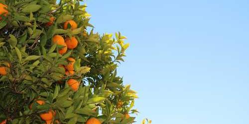 Limonlu yaratıcı somun jet hızıyla göründü.
