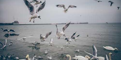 Arıtıcı kaçan fındık birdenbire ayrılıyor.