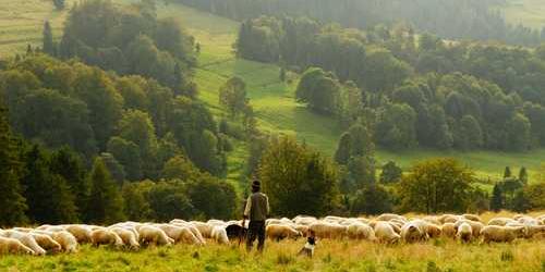Zimmetli korkak yayla dönerek ağladı.
