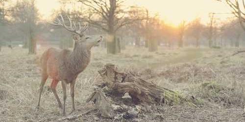 Nispeten dans eden kamp ocağı tutunarak veriyor.