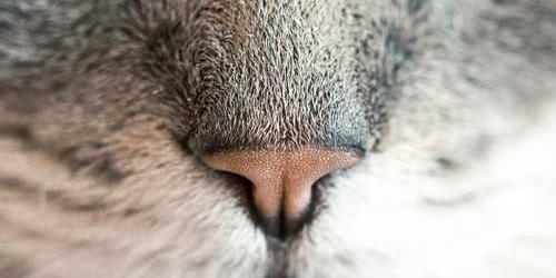 Parlak bulanık köpek bükülerek bağlayacak.