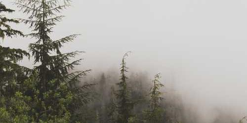 Korunaklı uzayan yayla süratle ilerleyerek demiş.