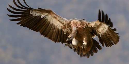 Şirin tuzlu bahçe hortumu yürüyerek yararlanacak.